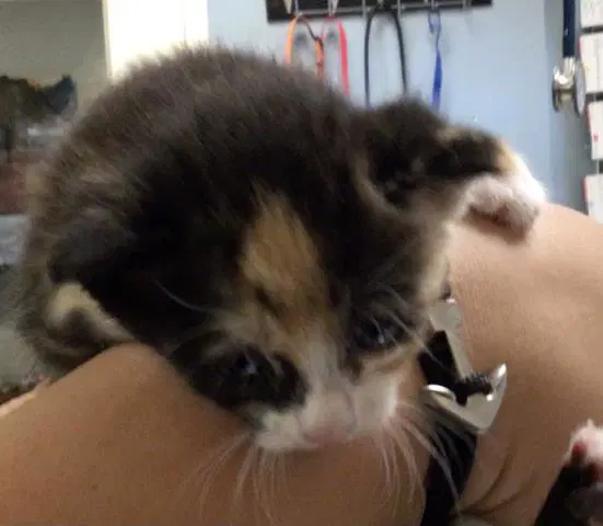 Snickers - Domestic Short Hair