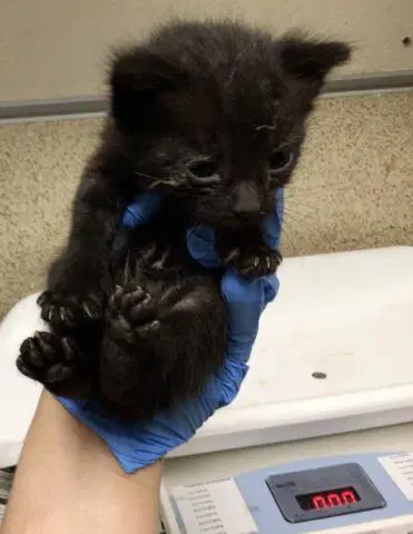 Ace - Domestic Short Hair