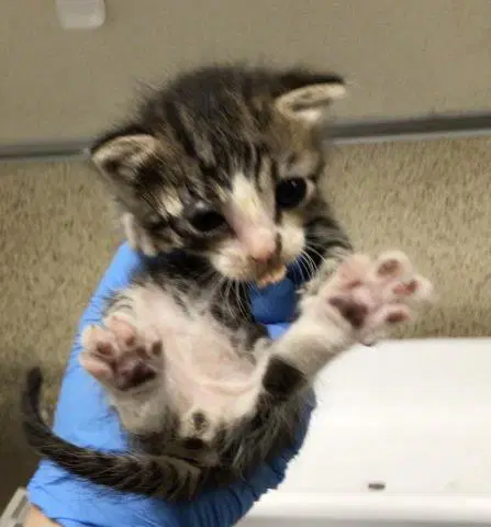 Alvin - Domestic Short Hair
