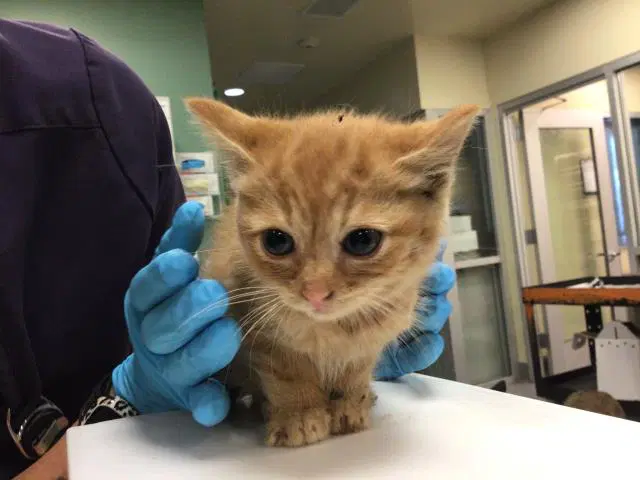Claire - Domestic Short Hair