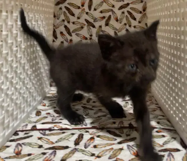 Lulu - Domestic Short Hair