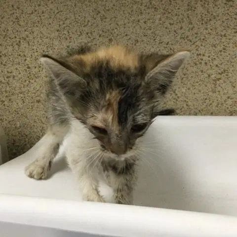 Bridget - Domestic Short Hair