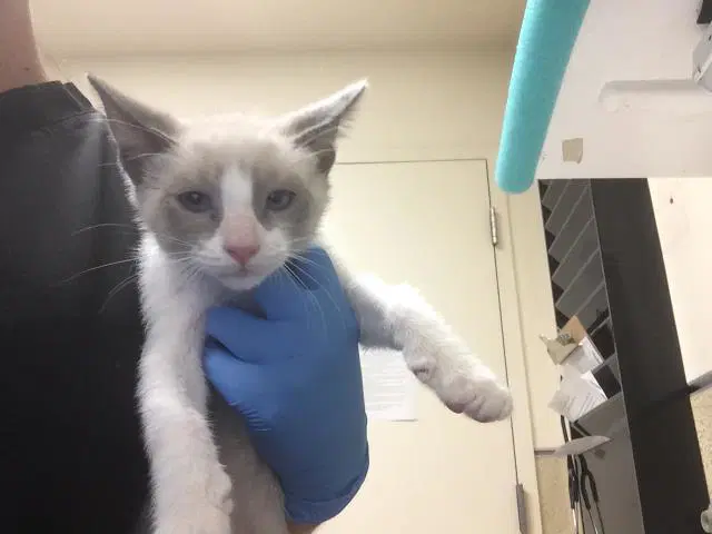 Yuta - Domestic Short Hair