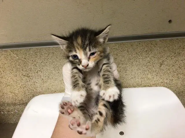Elektra - Domestic Medium Hair