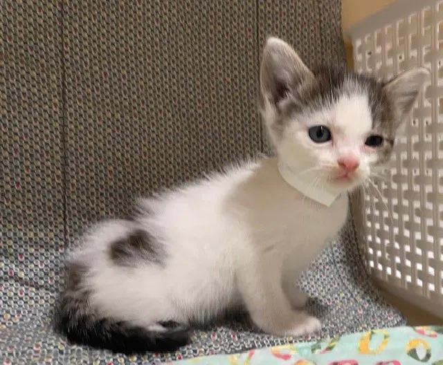 Blinky - Domestic Short Hair
