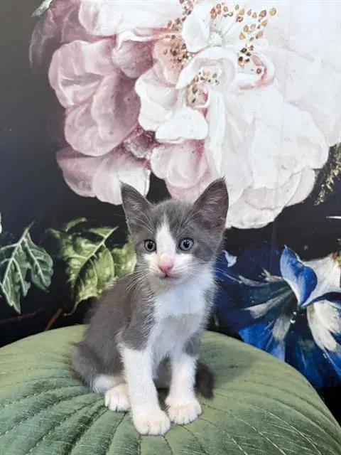 Pringles - Domestic Short Hair