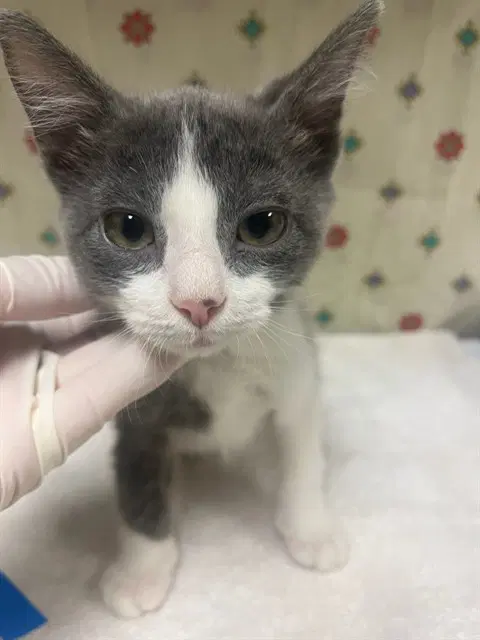 Skyline - Domestic Short Hair