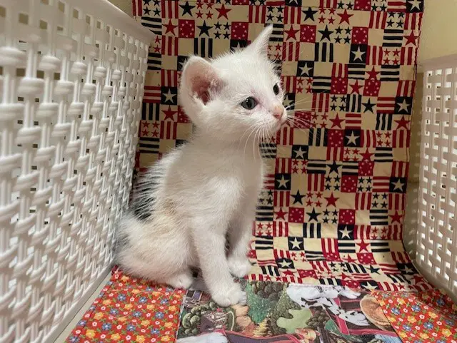 Leaf - Domestic Short Hair