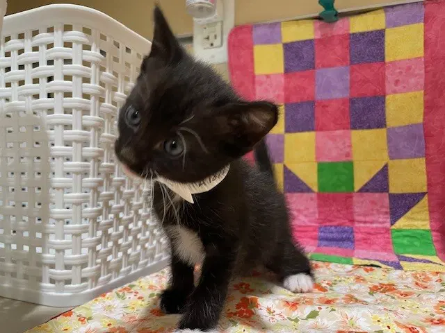 Noir - Domestic Short Hair