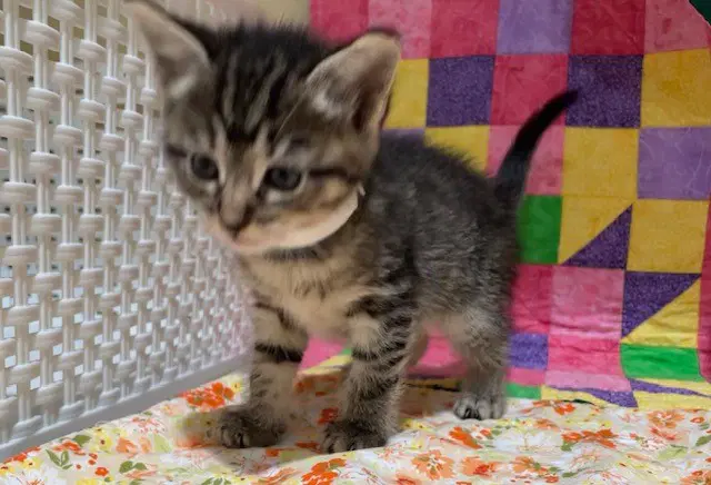 Sonar - Domestic Short Hair