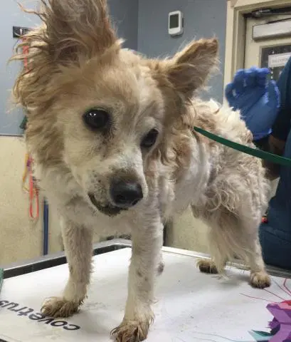 Nini - Chihuahua