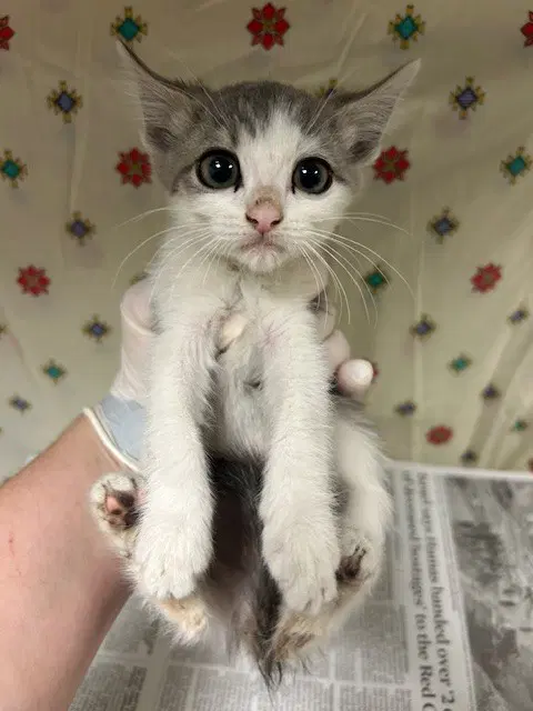 Mina - Domestic Short Hair
