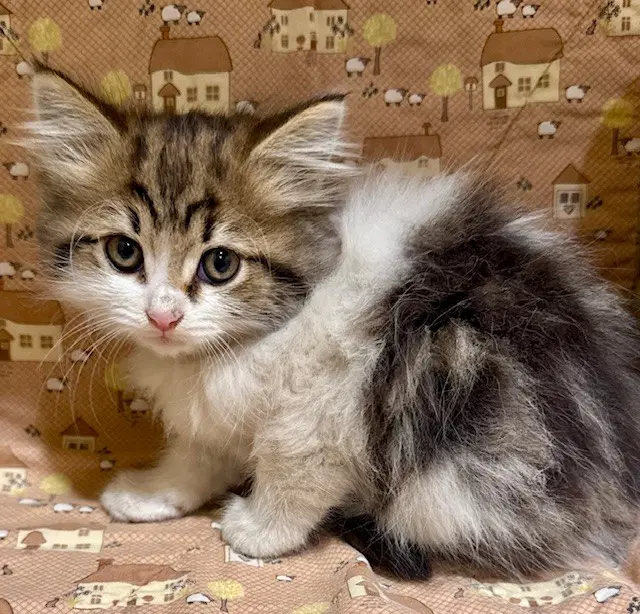 Lissa - Domestic Short Hair