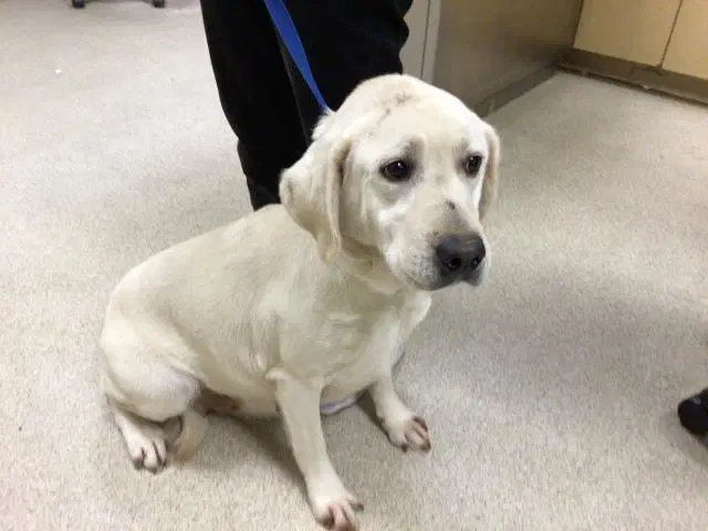 Winnie - Labrador Retriever
