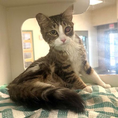 LIMA BEAN, Adult Domestic Short Hair (medium coat), cat for adoption in Azusa, California