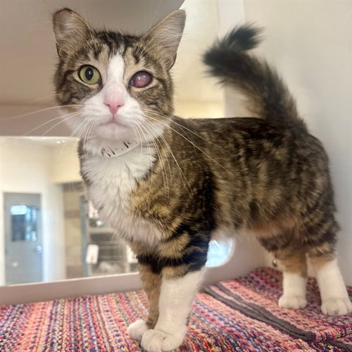 LIMA BEAN, Adult Domestic Short Hair (medium coat), cat for adoption in Beaumont, California
