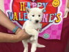 BALTO - Photo 1