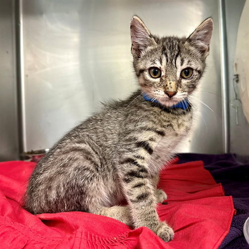 JACOB, Baby Domestic Short Hair (medium coat), cat for adoption in Beaumont, California
