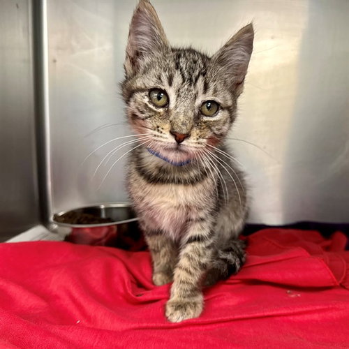 EDWARD, Baby Domestic Short Hair (medium coat), cat for adoption in Beaumont, California