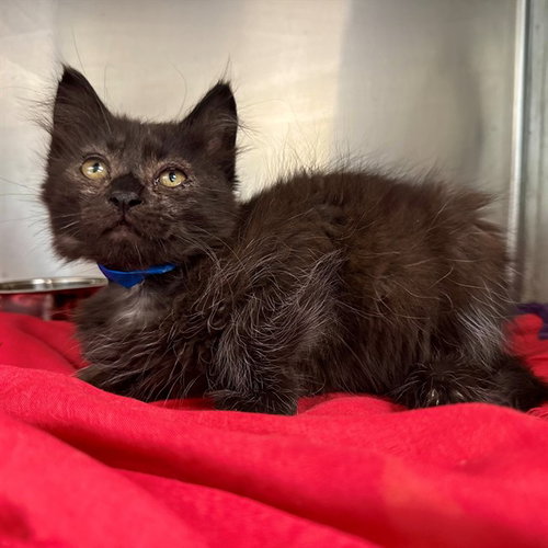 CARLISLE, Baby Domestic Short Hair (medium coat), cat for adoption in Beaumont, California