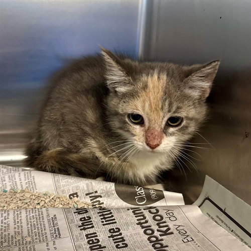 APPLE, Baby Domestic Short Hair (medium coat), cat for adoption in Beaumont, California