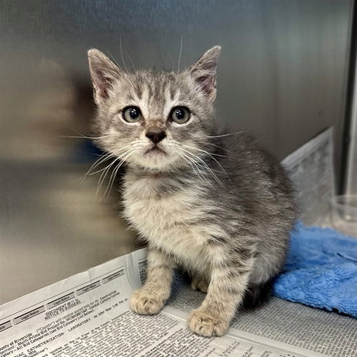 JACK, Baby Domestic Short Hair (medium coat), cat for adoption in Beaumont, California
