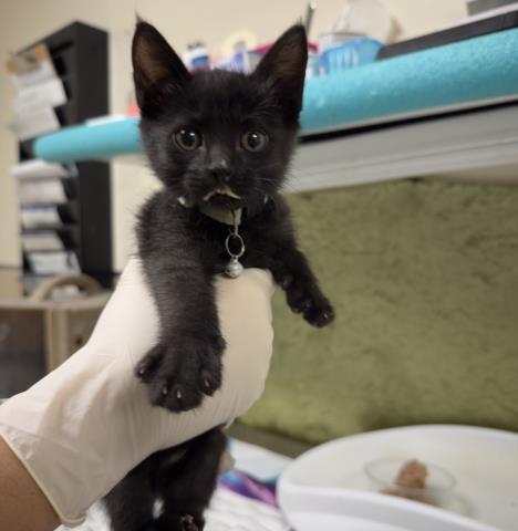 SABRINA, Baby Domestic Short Hair (medium coat), cat for adoption in Chino Hills, California