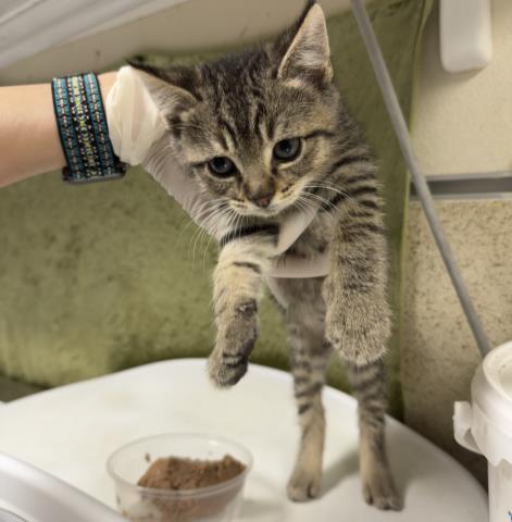 TITOS, Baby Domestic Short Hair (medium coat), cat for adoption in Chino Hills, California