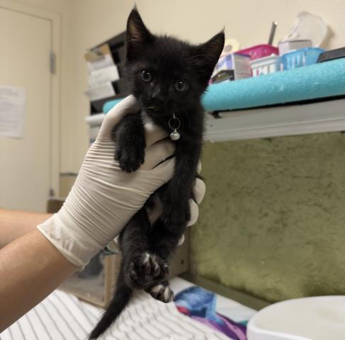 BLAIR, Baby Domestic Short Hair (medium coat), cat for adoption in Chino Hills, California