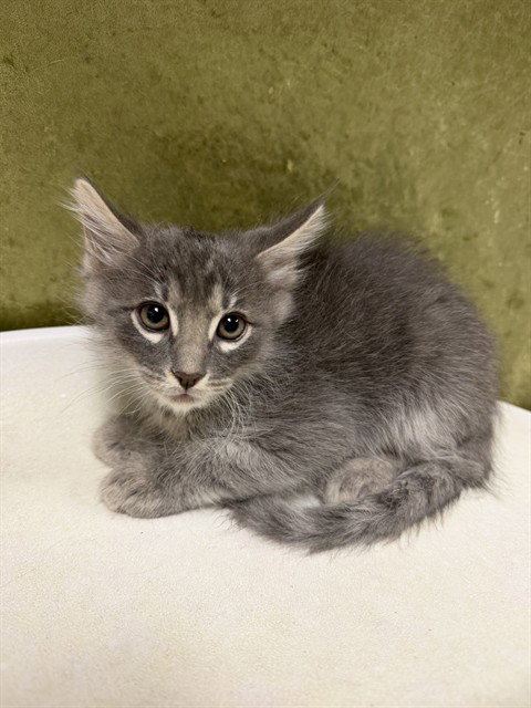 KIMCHI, Baby Domestic Short Hair (medium coat), cat for adoption in Colton, California
