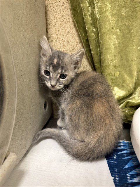 BRISKET, Baby Domestic Short Hair (medium coat), cat for adoption in Colton, California