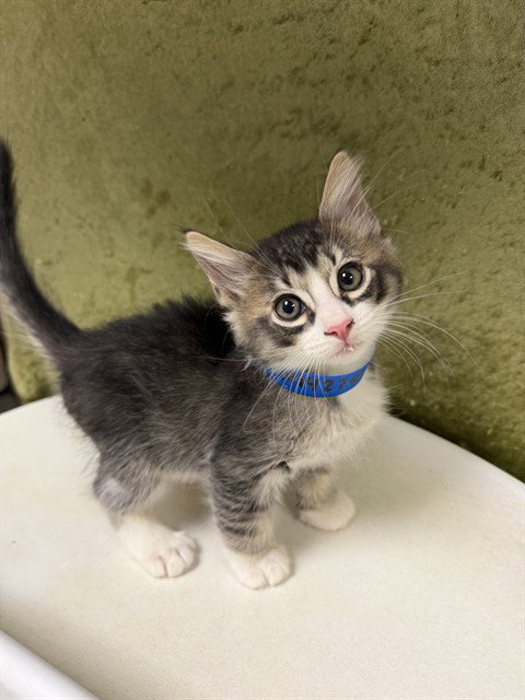 TOFU, Baby Domestic Short Hair (medium coat), cat for adoption in Colton, California