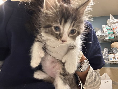 MITTENS