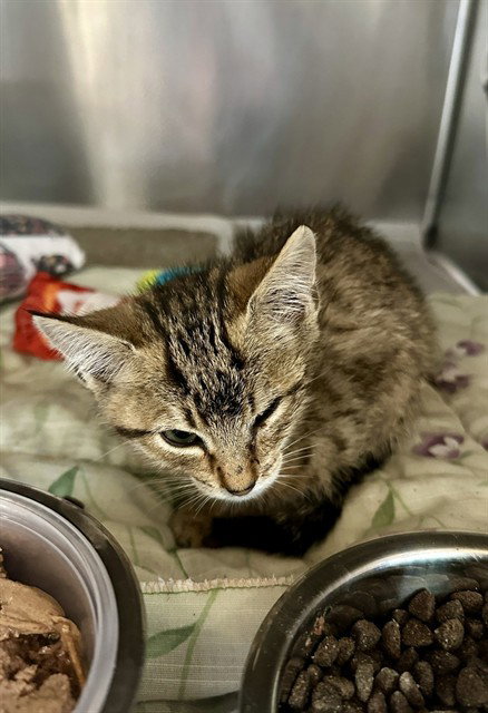 SUZIE, Baby Domestic Short Hair (medium coat), cat for adoption in Beaumont, California