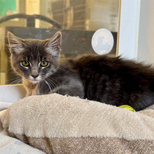 MAGGIE, Baby Domestic Short Hair (medium coat), cat for adoption in Beaumont, California
