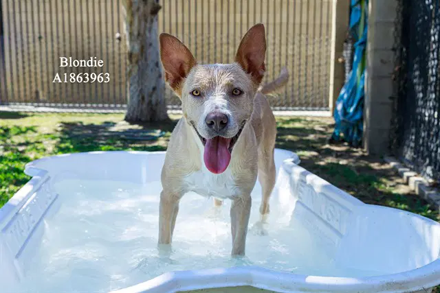 Blondie - Pit Bull Terrier