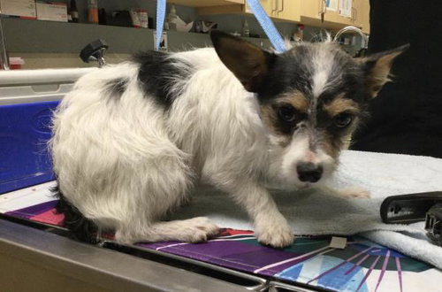 A1906500 - Chihuahua / Shih Tzu available for adoption