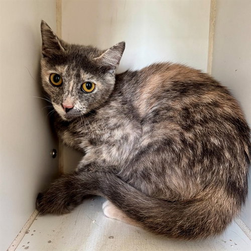 STELLAA, Adult Domestic Short Hair (medium coat), cat for adoption in Perris, California