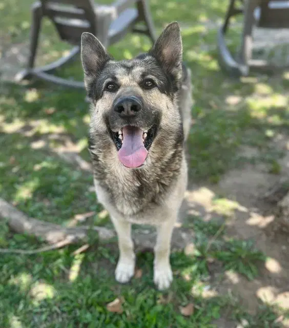 Biscuit - German Shepherd Dog