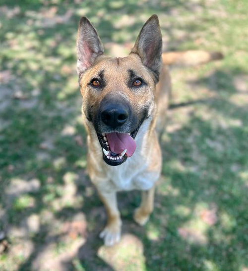 RITZ, an adoptable German Shepherd Dog in Riverside, CA