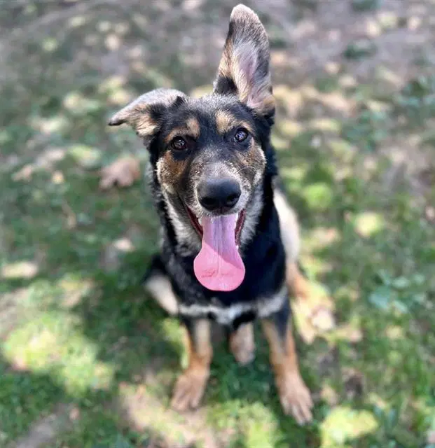 Sandy - German Shepherd Dog