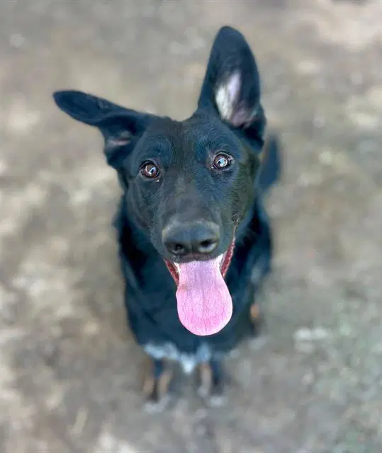 Shellie - German Shepherd Dog