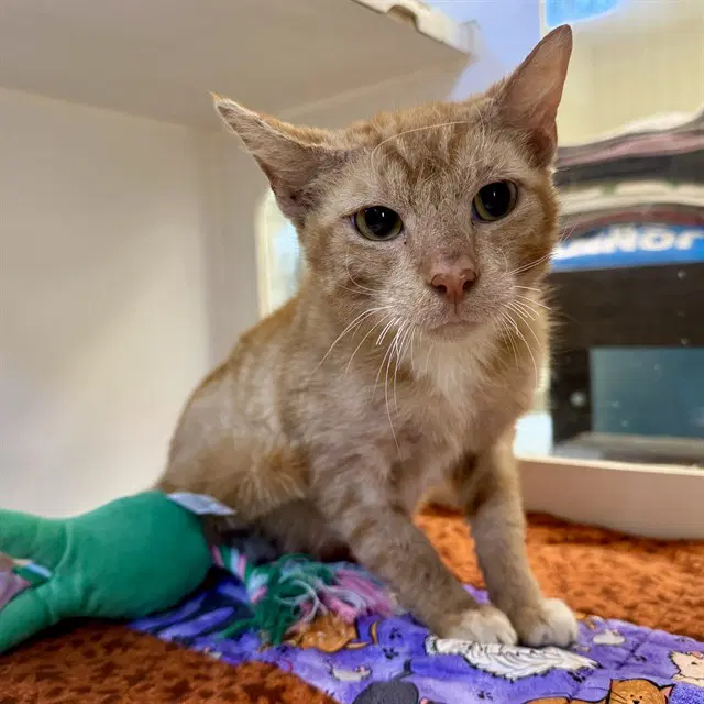 Lemon - Domestic Short Hair