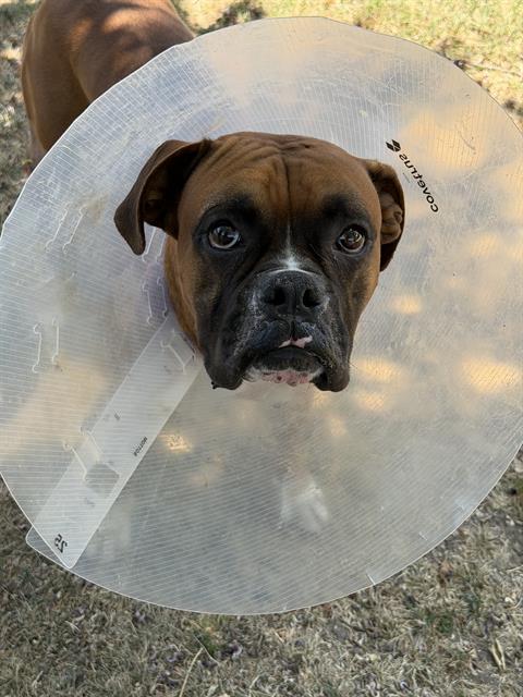 BUSTER