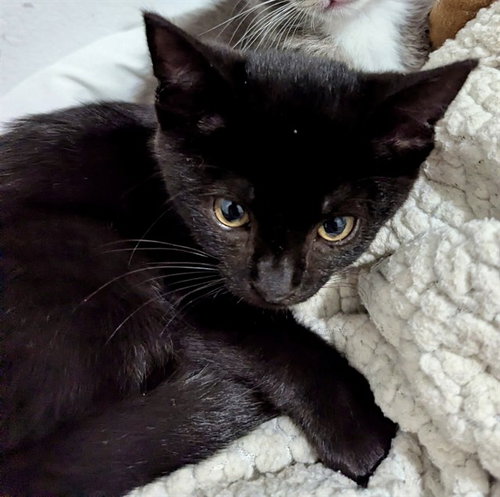 ASTRO, Baby Domestic Short Hair (medium coat), cat for adoption in Perris, California