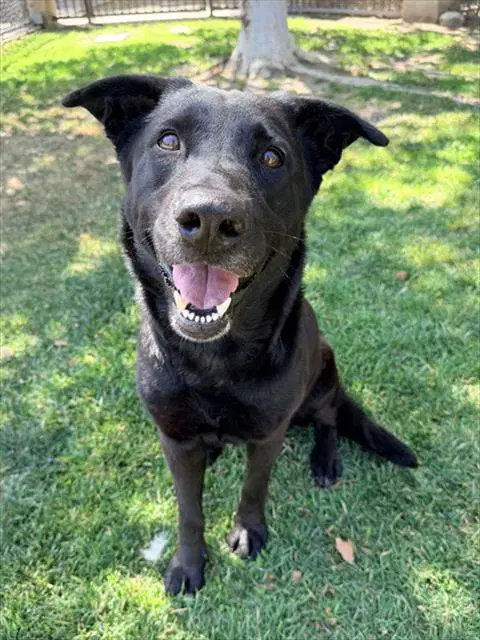 Lonnie - Labrador Retriever