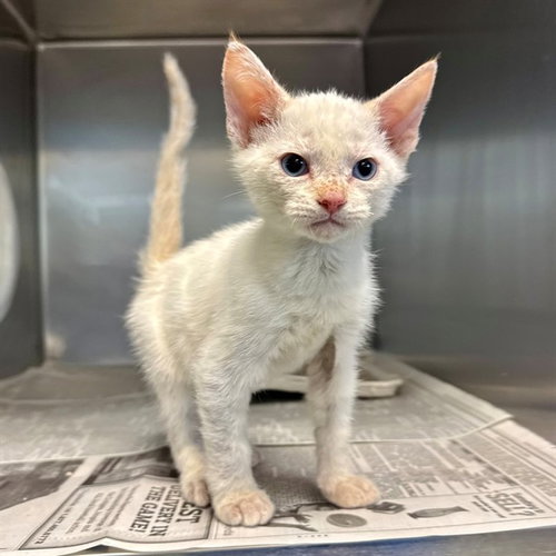 SIDNEY, Baby Domestic Short Hair (medium coat), cat for adoption in Beaumont, California