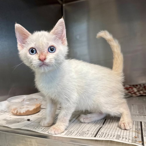 SID, Baby Domestic Short Hair (medium coat), cat for adoption in Beaumont, California