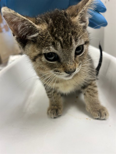 A1911122, Baby Domestic Short Hair (medium coat), cat for adoption in Beaumont, California