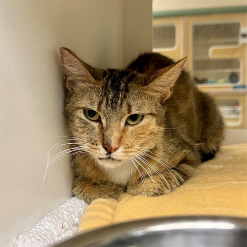 MOLLIE, Adult Domestic Short Hair (medium coat), cat for adoption in Beaumont, California